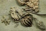 Fossil Crinoid Plate (Six Species) - Crawfordsville, Indiana #371586-2